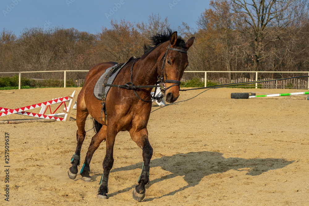 Horse training in the ranch. Preparations for horse riding. Horse training in the ranch. Preparations for horse riding.