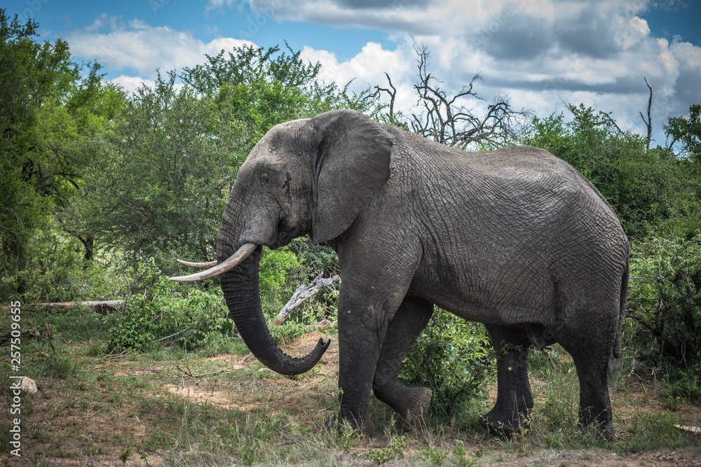 Fototapeta premium Elephant in Kruger National Park, South Africa.