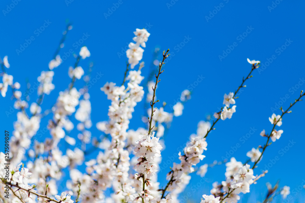 Spring cherry white blossoms. White flowers background. Spring cherry white blossoms. White flowers background.