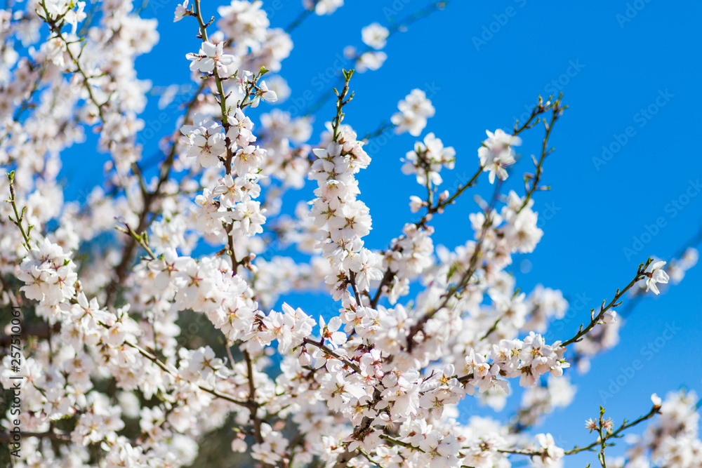 Spring cherry white blossoms. White flowers background. Spring cherry white blossoms. White flowers background.