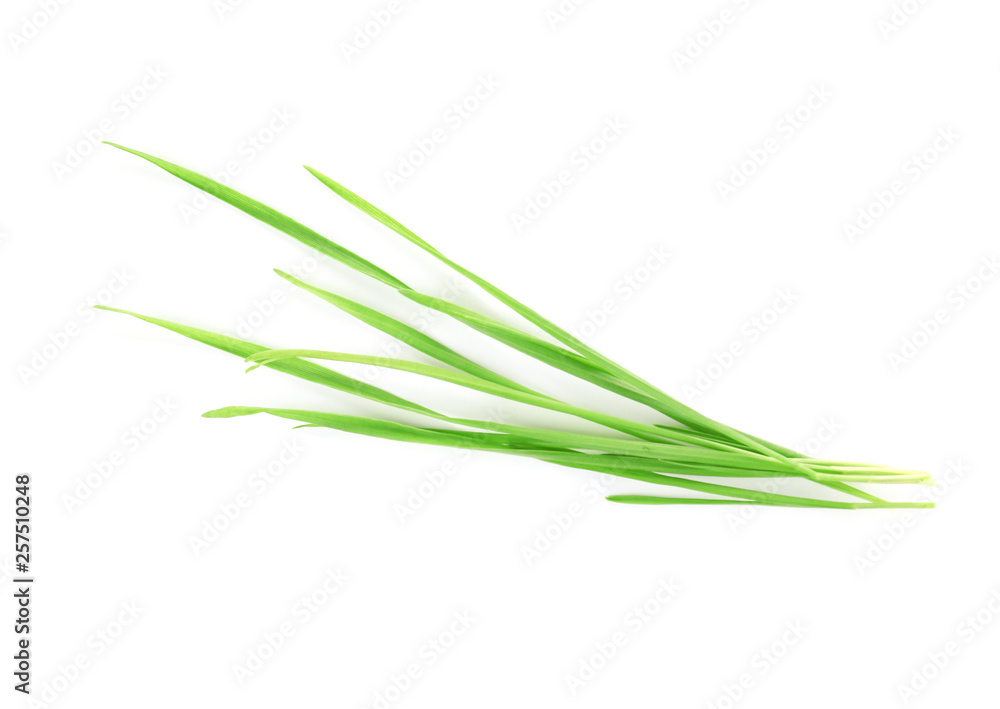 Wheat grass on white background, top view