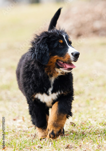 Bernese Mountain Dog puppy for a walk