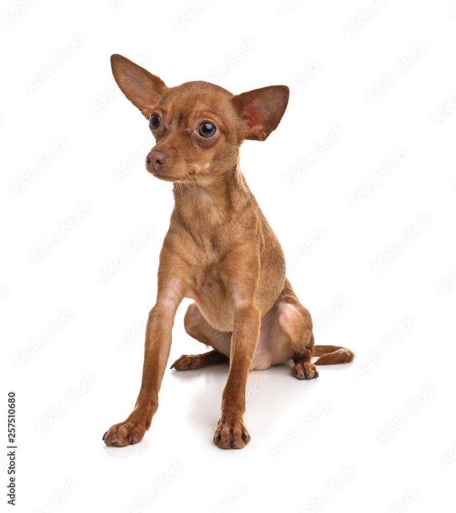 Cute toy terrier isolated on white. Domestic dog Cute toy terrier isolated on white. Domestic dog