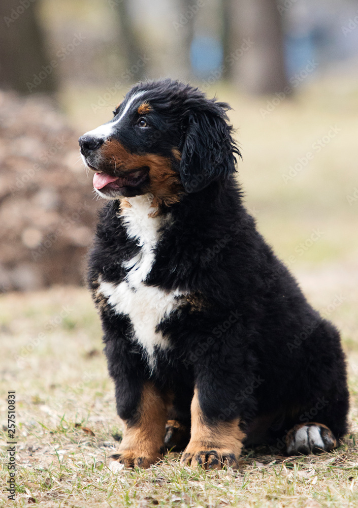 Bernese Mountain Dog puppy for a walk Bernese Mountain Dog puppy for a walk