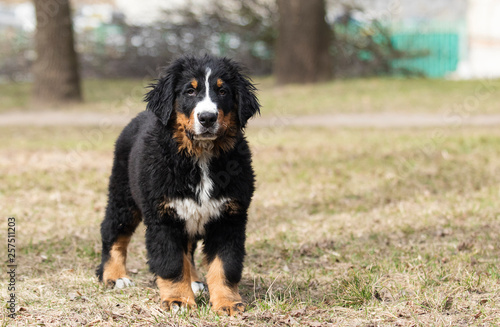 Bernese Mountain Dog puppy for a walk