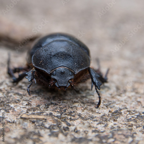 black beetle sitting on stone in malaysia rainforest
