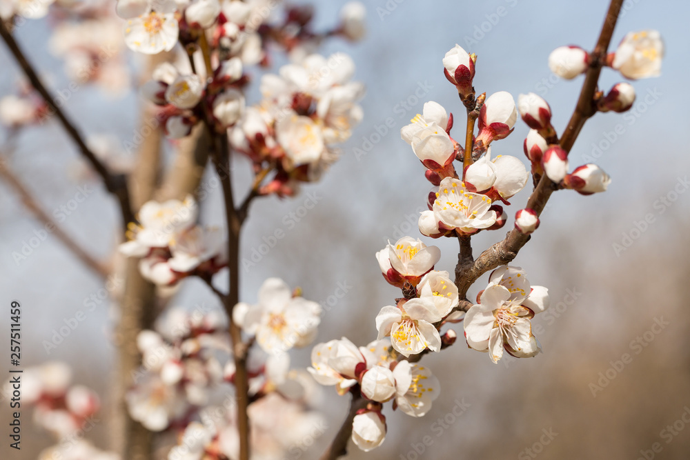 Blossoming tree in spring close-up. Spring branch with beautiful white flowers against the blue sky. Blossoming tree in spring close-up. Spring branch with beautiful white flowers against the blue sky.