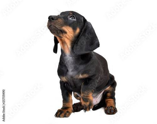 Sitting two-month smooth black and tan dachshund puppy on white background