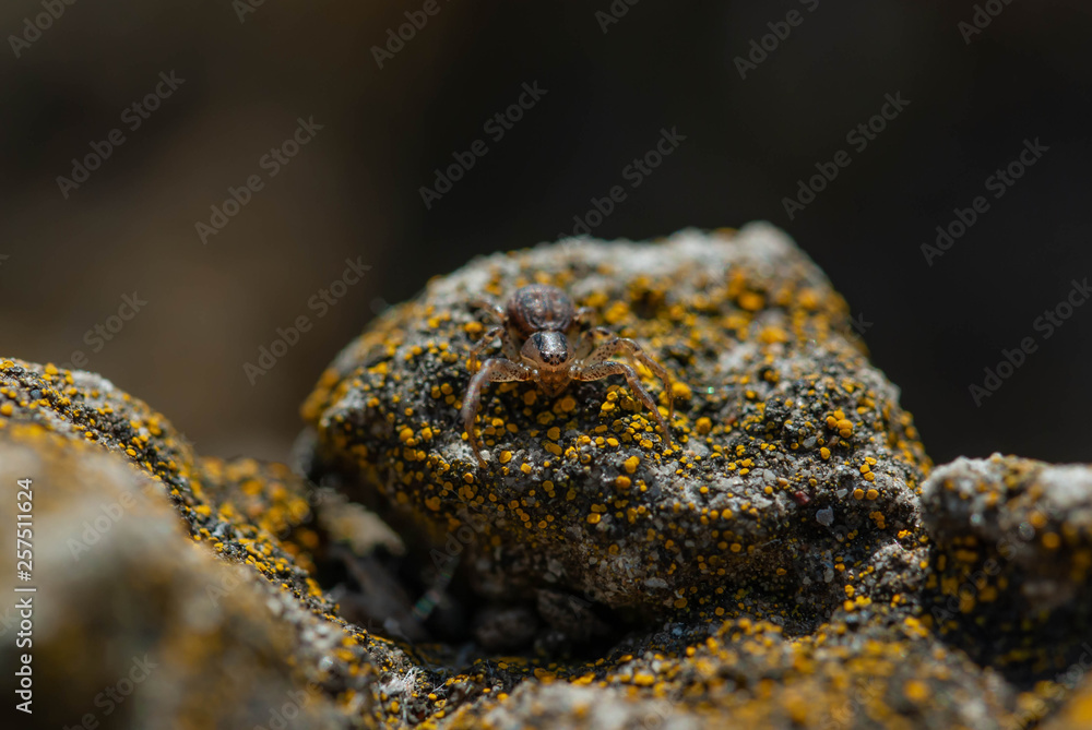 Spider Thomisidae Spider Thomisidae