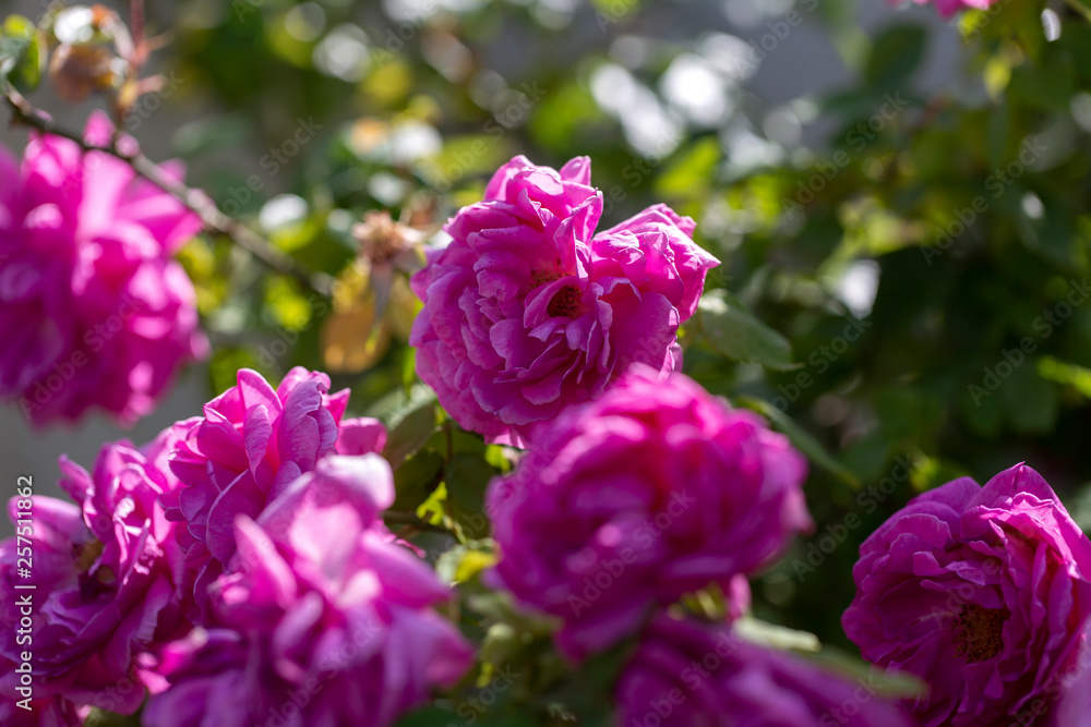 Colorful Pink Red Yellow White Rose and Flowers Colorful Pink Red Yellow White Rose and Flowers