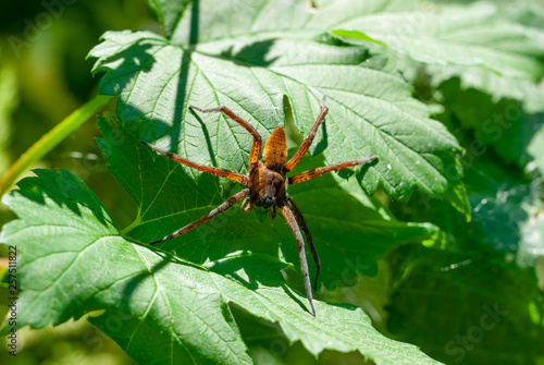 Hunter spider, Water spider ( Dolomedes fimbriatus )