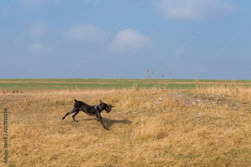 German hunting watchdog drathaar, Beautiful dog portrait on the hunt German hunting watchdog drathaar, Beautiful dog portrait on the hunt