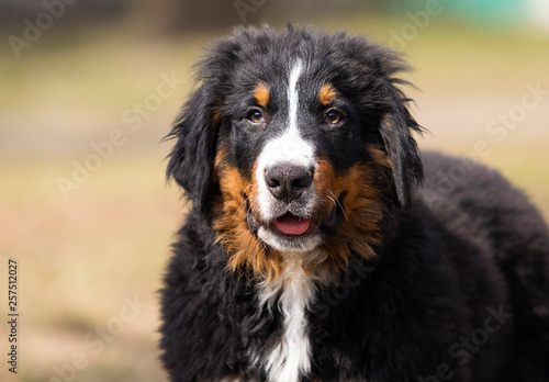 Fototapeta Naklejka Na Ścianę i Meble -  portrait puppy breed bernese mountain dog