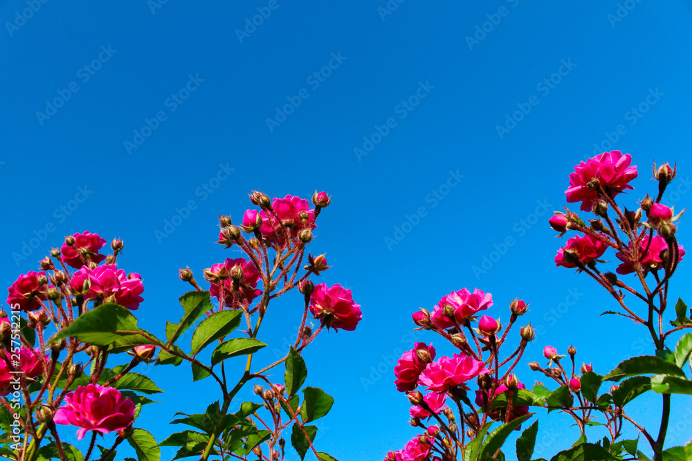 Cropped Shot Of A Beautiful Red Roses Over Blue Sky Background. Colorful Nature Background. Beautiful Pink Flowers.