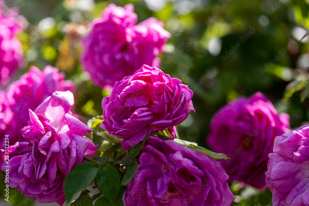 Colorful Pink Red Yellow White Rose and Flowers