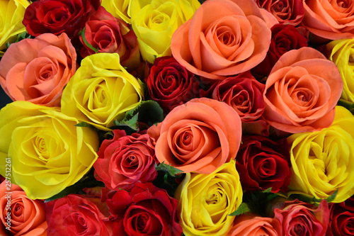 Colorful roses background  shallow depth of field