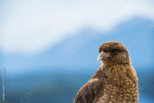 Headshot of chimango caracara (Phalcoboenus chimango) bird, Bariloche, Patagonia, Argentina photo