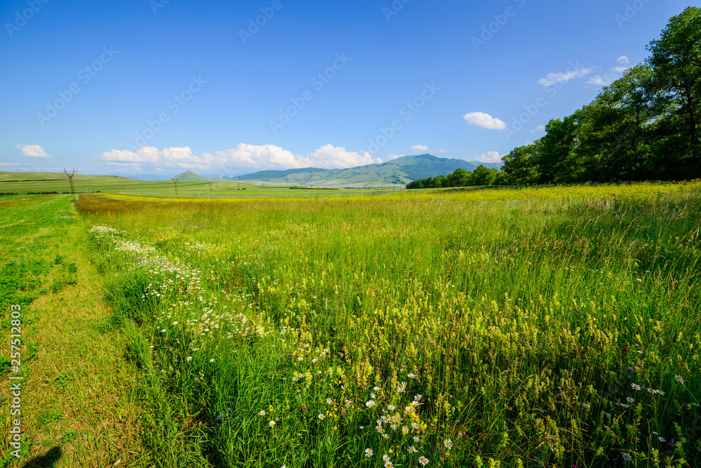 Beautiful field landscape