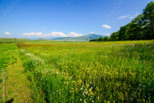 Beautiful field landscape