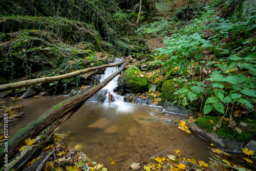 Ein Bach fließt durch einen herbstlichen Wald