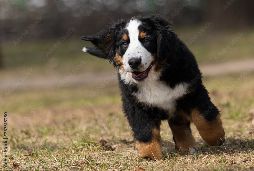 Bernese Mountain Dog puppy for a walk