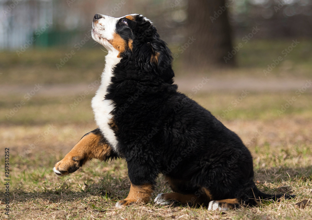 Bernese Mountain Dog puppy for a walk Bernese Mountain Dog puppy for a walk