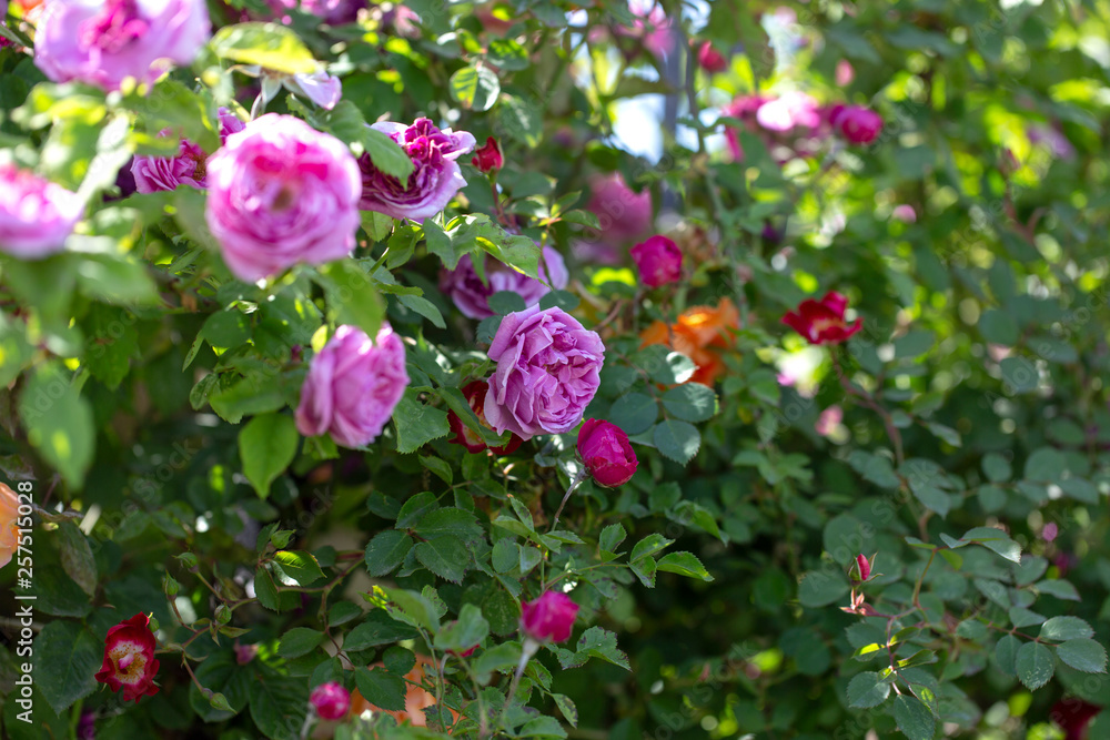 Colorful Pink Red Yellow White Rose and Flowers Colorful Pink Red Yellow White Rose and Flowers