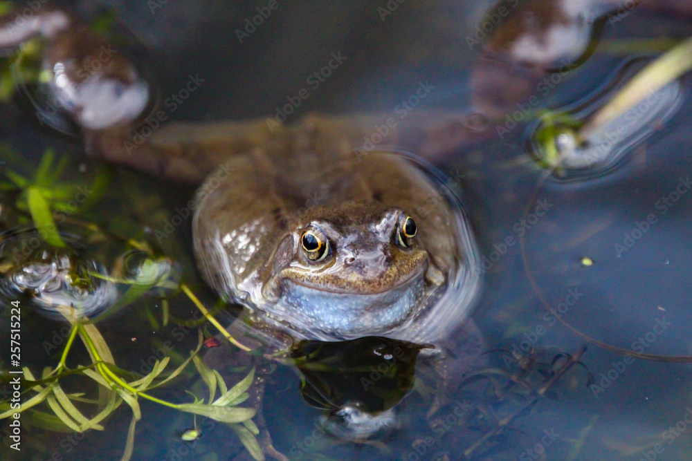 frog frog