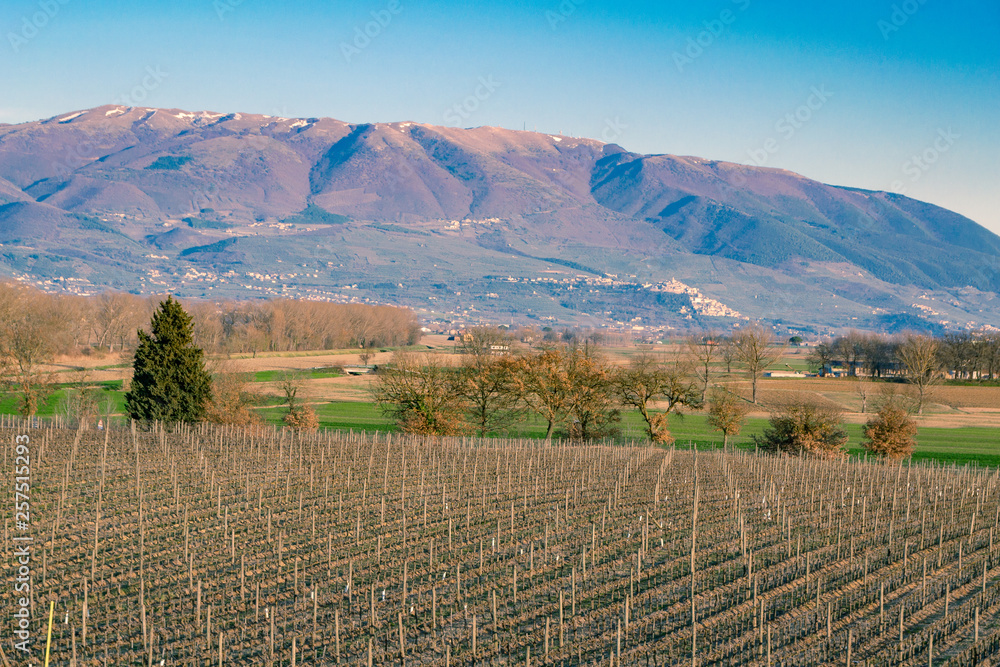 The vineyards of Montefalco, Umbria, Italy