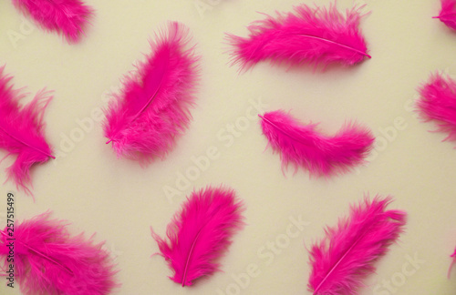 Pink feathers. Photo made in duotone.