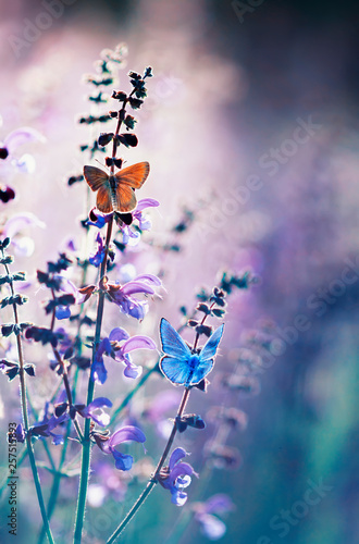 natural greeting card with two small bright orange and blue butterflies pigeo...