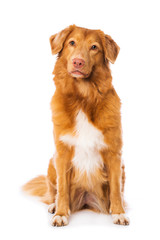 Dog sitting on white background