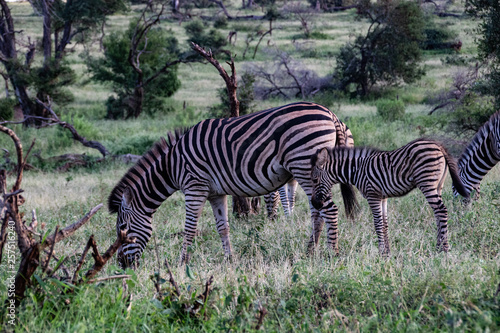 beautiful african zebra