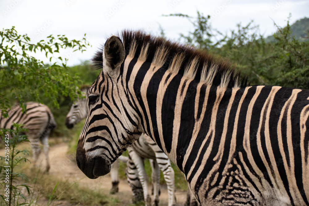 Fototapeta premium beautiful african zebra