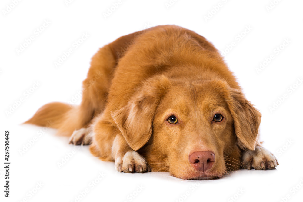 Dog lying on white background