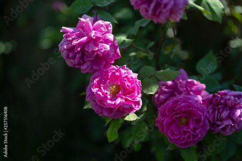 Colorful Pink Red Yellow White Rose and Flowers