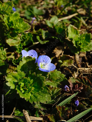 Close-up of Birdeye speedwel spring flower, common field-speedwell,Persian speedwell, large field speedwell, winter speedwell photo