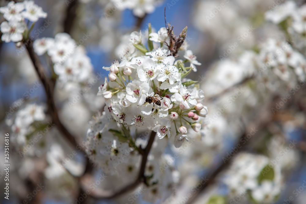 Spring flowers and blossoms with bees pollinating Spring flowers and blossoms with bees pollinating