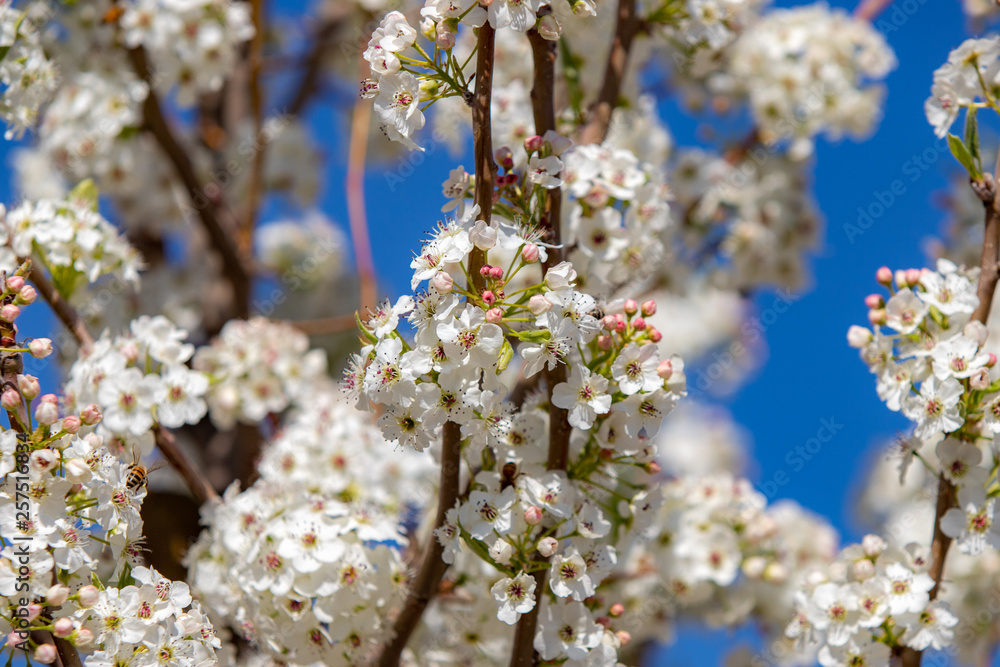 Spring flowers and blossoms with bees pollinating