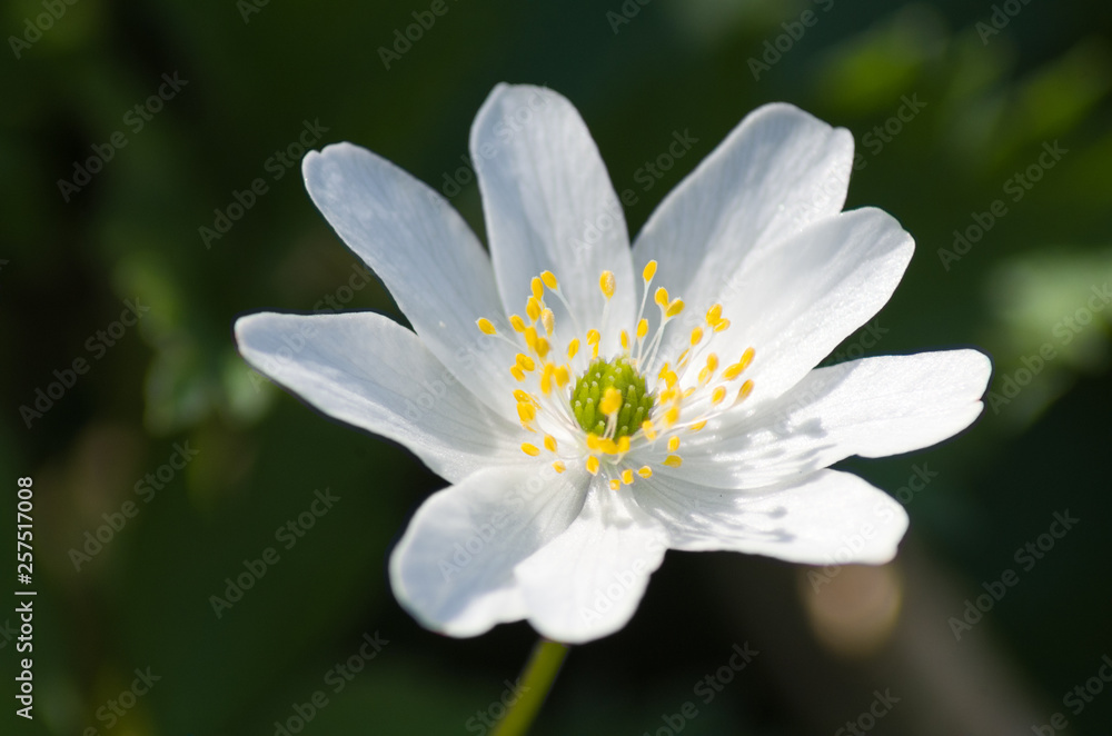 Detail of a wild flower blooming on a meadow during spring Detail of a wild flower blooming on a meadow during spring