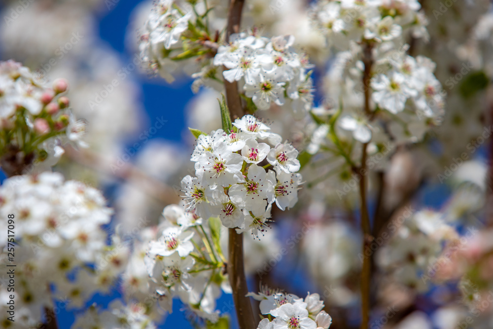 Spring flowers and blossoms with bees pollinating Spring flowers and blossoms with bees pollinating