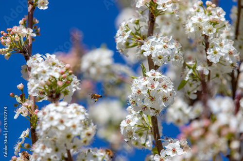 Spring flowers and blossoms with bees pollinating