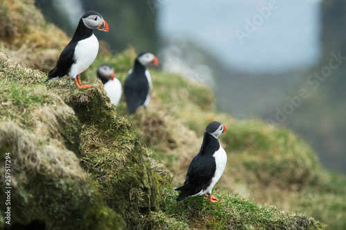 Puffins in Faroe Islands 