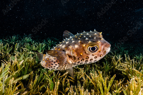 Diodon fish in the Red Sea Colorful and beautiful, Eilat Israel