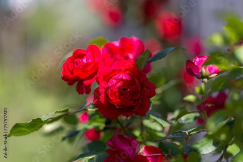 Colorful Pink Red Yellow White Rose and Flowers