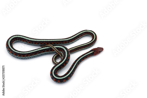 Eastern Garter Snake isolated on white background © Dmitry
