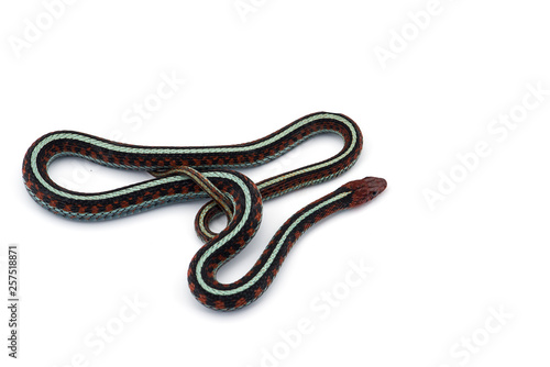 Eastern Garter Snake isolated on white background