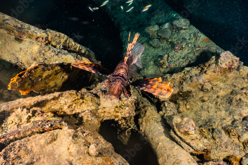 Lion fish in the Red Sea colorful fish, Eilat Israel © yeshaya