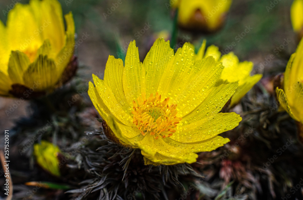 The first spring flower The first spring flower