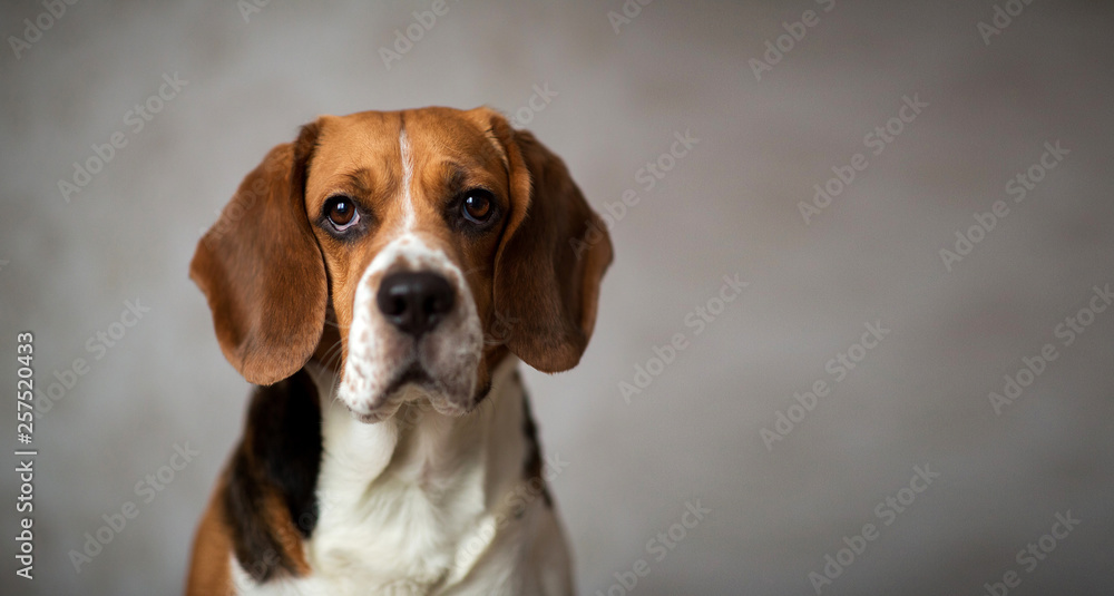 Portrait of a dog sitting on a dog bed Portrait of a dog sitting on a dog bed